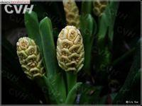 萬(wàn)年青原植物
