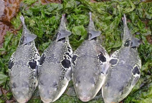 鲃魚(yú)