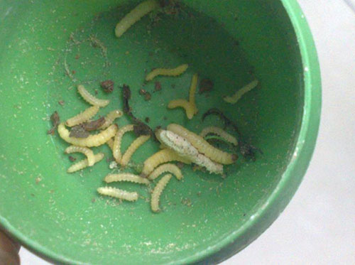 蒼耳囊蟲(chóng)