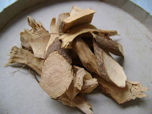 茶樹(shù)根